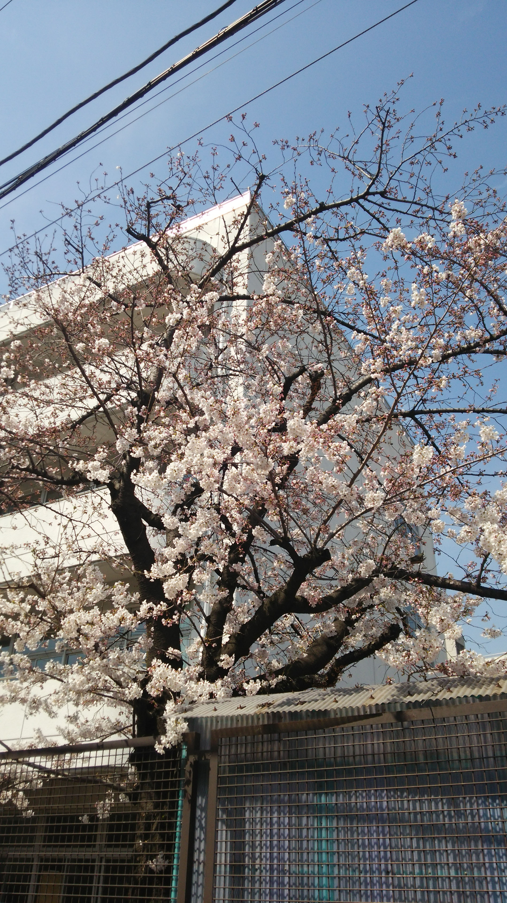日記写真桜20150328